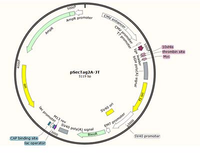 pSecTag2A-JT Vector