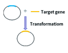 Plasmid construction