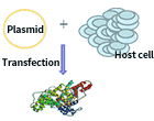 Scale up expression and purification