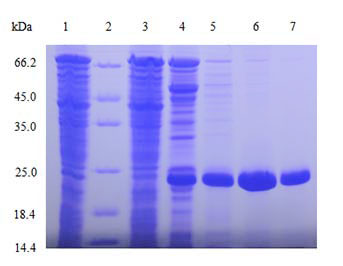 Yeast Expression case 01-2