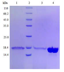 Yeast Expression case 01-3