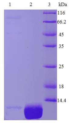 Yeast Expression case 03-1