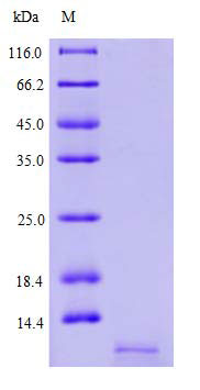 Yeast Expression case 03-2