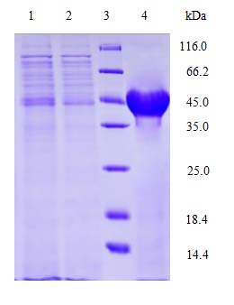 Yeast Expression case 05