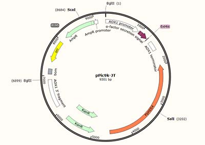 pPic9k-JT Plasmid