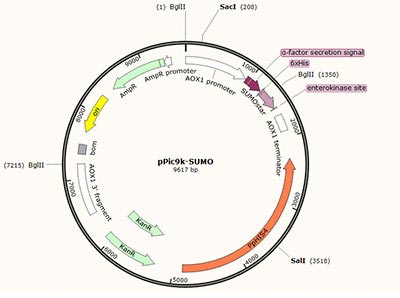 pPic9k-SUMO Plasmid