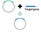 Expression vector construction