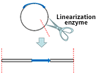 Transformation and strain identification