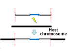 Transformation and strain identification