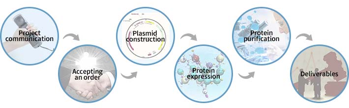CUSABIO Protein Service process