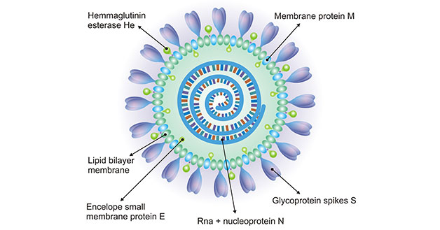 The Typical Structure of Coronavirus