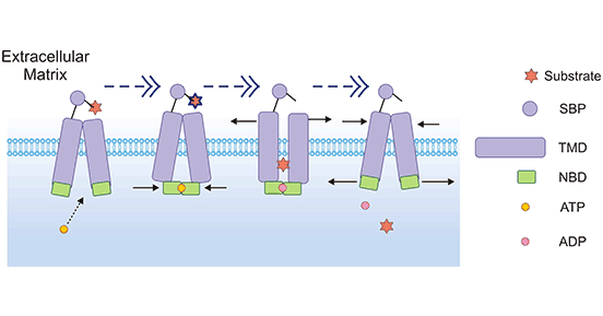 Mechanism of ABC importers