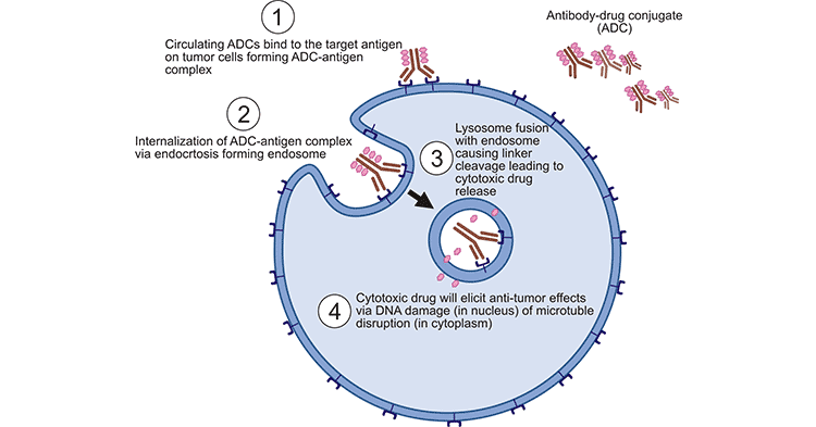 the working mechanism of ADCs