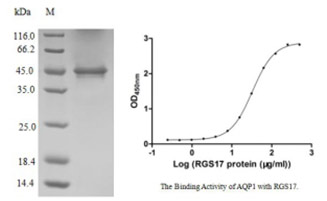 Recombinant Human AQP1 SDS & ELISA