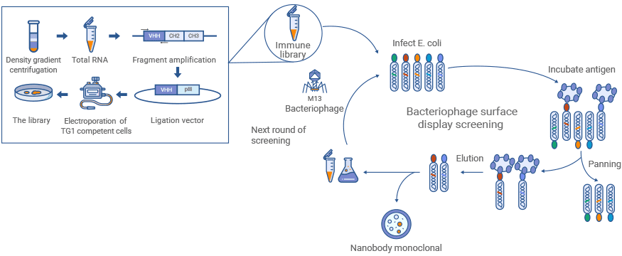 Phage Display Technology Platform