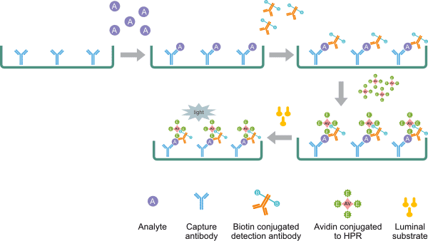 Antibody pair screening