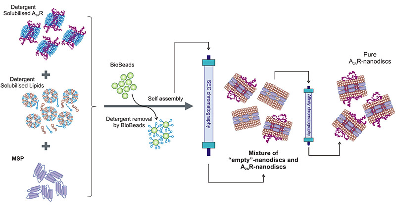 Schematic of a standard nanodisc assembly protocol Nanodisc