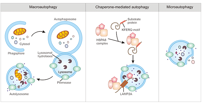 Three types of autophagy in mammalian