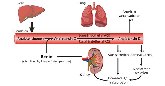 Blood Pressure: Definition, Measurement, Mechanism