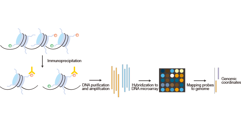 The Brief Processes of ChIP-on-chip