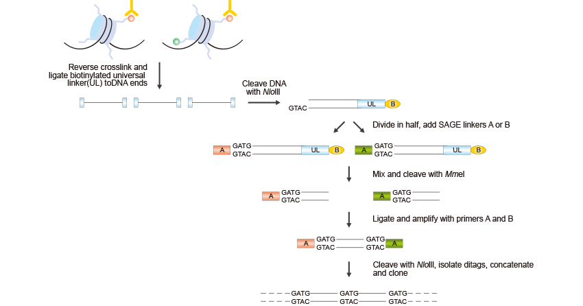 The Brief Processes of ChIP–SAGE