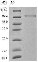 Purity of Recombinant Human PDL1