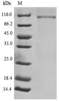 Purity of Recombinant Human CD22