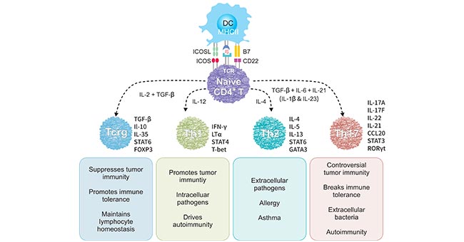 The main subsets of CD4+ helper cells and their function