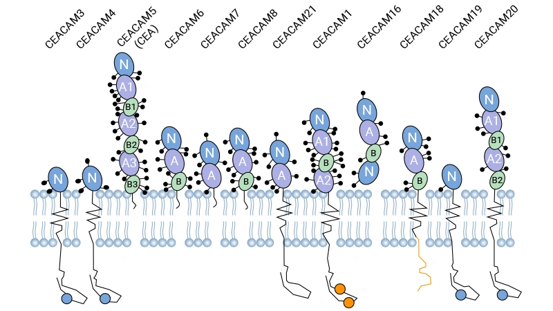 Schematic structures of major CEACAM family members