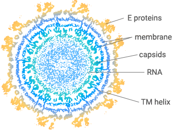 Chikungunya virus CHIKV structure and major research targets