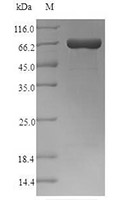 CPP recombinant protein SDS