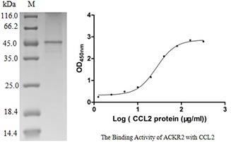 study case 01 Recombinant Human ACKR2