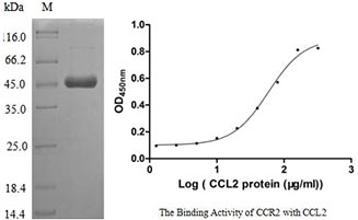 study case 02 Recombinant Human CCR2