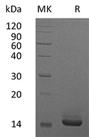 Recombinant Human CSF2 SDS