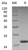 Recombinant Human CSF3 SDS