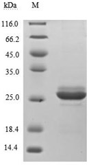 Purity of Recombinant Human GH1