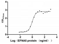 Activity of Recombinant Human EFNA5