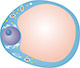 Adipocyte