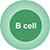  B cell
