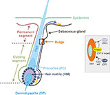 The diagram of EpSC