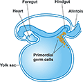 The diagram of PGC