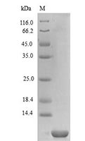 Recombinant Human CXCL2 SDS