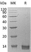 Recombinant Human CXCL14 SDS