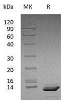 Recombinant Human CXCL10 SDS