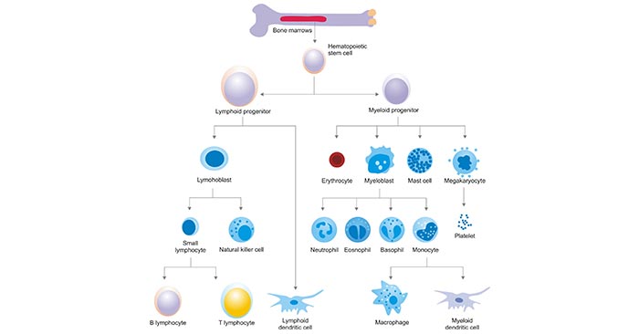 The Collection of Subtypes Of HSC