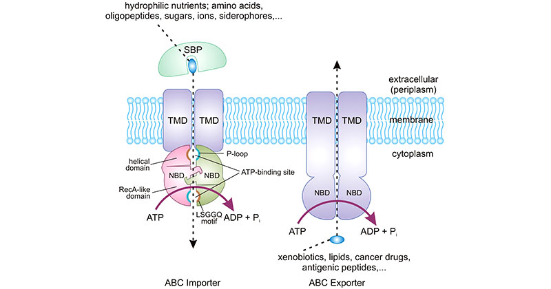 chematic diagram of the core structure of ABC transporters