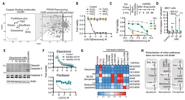 Copper ionophores induce a distinct form of regulated cell death