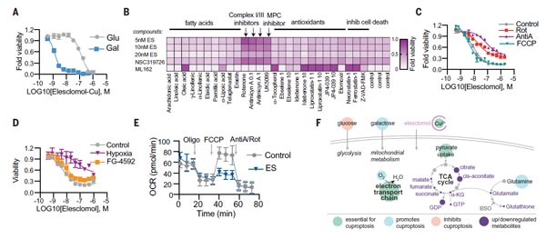 Mitochondrial respiration regulates copper ionophores-induced cell death.