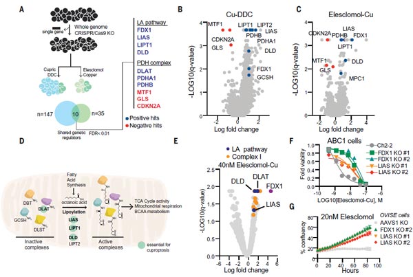 FDX1 and protein lipoylation are key mediators of copper ionophores-induced cell death.