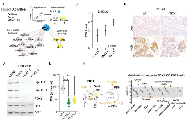 FDX1 is an upstream regulator of protein lipoylation.